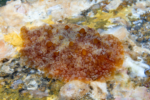 Diguet's Pleurobranchus