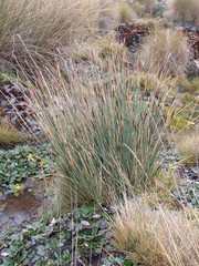 Carex runssoroensis
