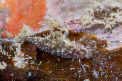 Stylocheilus rickettsi