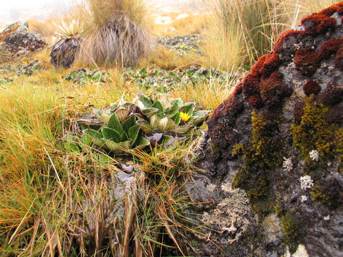 Haplocarpha rueppellii