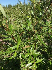Salix arbusculoides