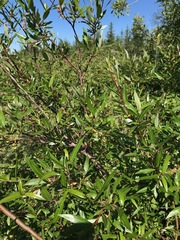 Salix arbusculoides