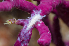 Tritonicula pickensi