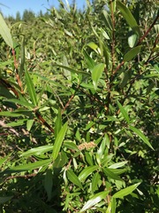 Salix arbusculoides