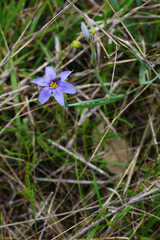 Sisyrinchium pruinosum