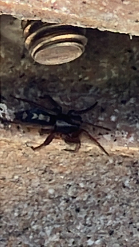 Eastern Parson Spider