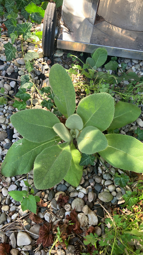 great mullein