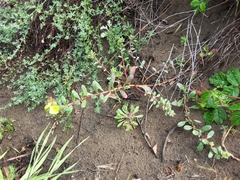 Camissoniopsis cheiranthifolia cheiranthifolia