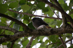 Phoenicurus ochruros gibraltariensis