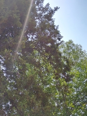 Cupressus lusitanica