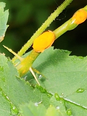 Phragmidium mucronatum