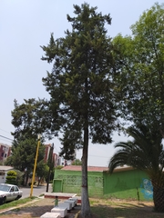 Cupressus lusitanica