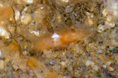 Tritonicula myrakeenae