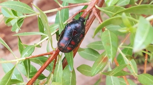 Sorghum Chafer