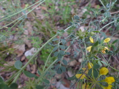 Coronilla minima