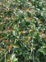 Abelia × grandiflora