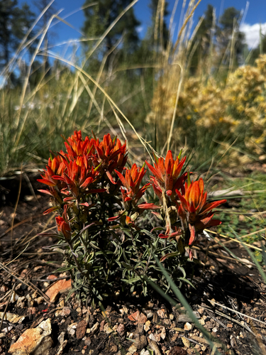 Castilleja integra, photograph 6