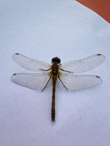 Black Meadowhawk
