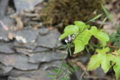 Vicia loiseleurii