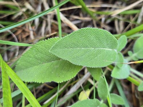 Salvia ringens, photograph 2