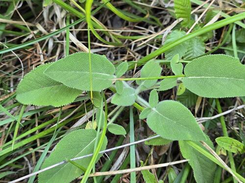 Salvia ringens