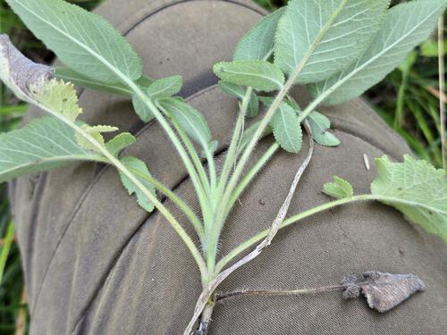 Salvia ringens, photograph 5