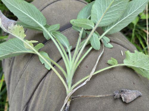 Salvia ringens, photograph 4