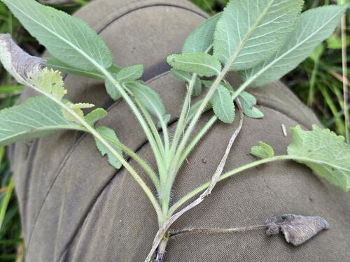 Salvia ringens, photograph 6