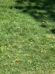 Poaceae
