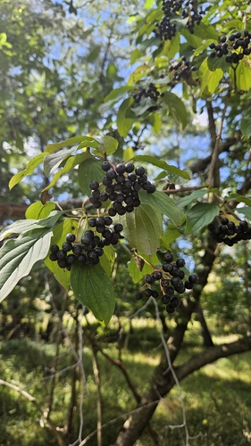 common dogwood
