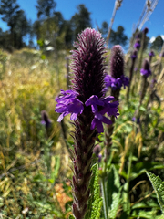 Verbena macdougalii