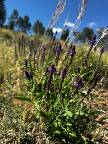 Verbena macdougalii, photograph 2