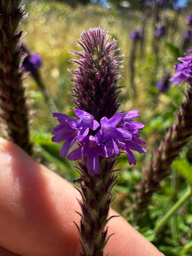Verbena macdougalii, photograph 3