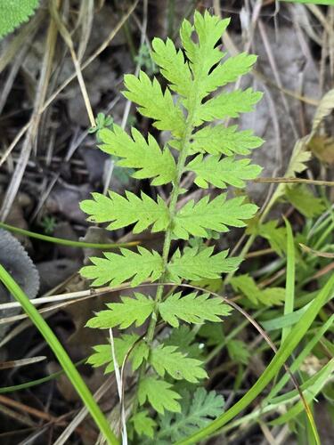 Tanacetum poteriifolium