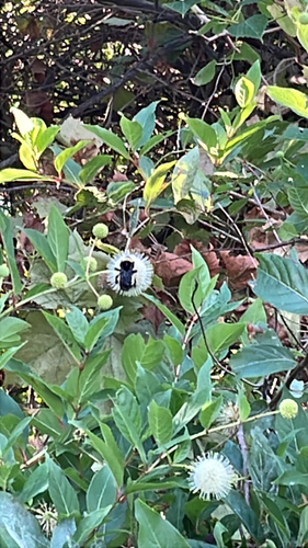 American Bumble Bee