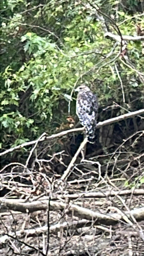 Red-shouldered Hawk