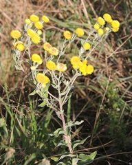 Helichrysum cooperi