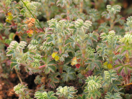 Alchemilla microbetula (Alchemilla microbetula)