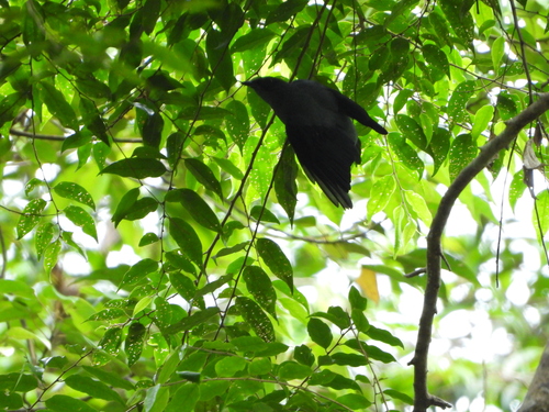 Coracina fimbriata observed 2026-08-09