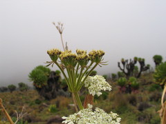 Tordylieae