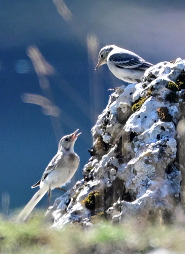 White Wagtail