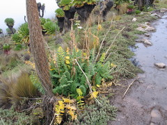 Tordylieae