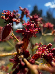 Eriogonum alatum, photograph (c) Parker James Lloyd, some rights reserved (CC BY)