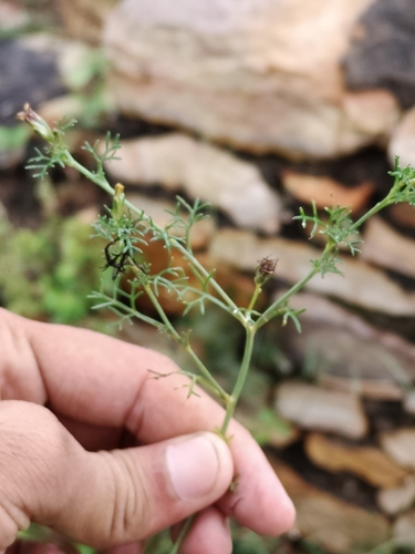 Glossocardia bosvallia