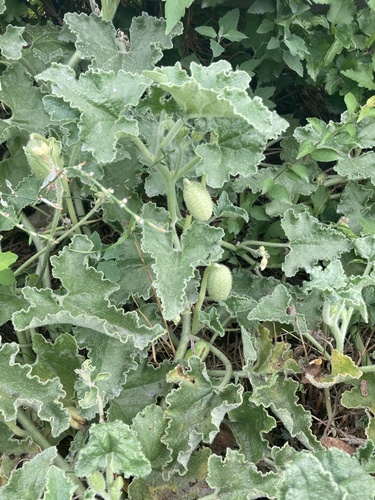squirting cucumber