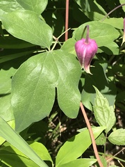 Clematis glaucophylla