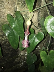 Aristolochia odora