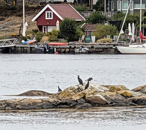 Great Cormorant