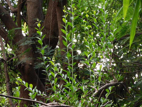 Lawsonia inermis observed 2026-09-03