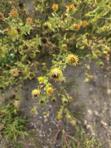 Curlycup Gumweed
